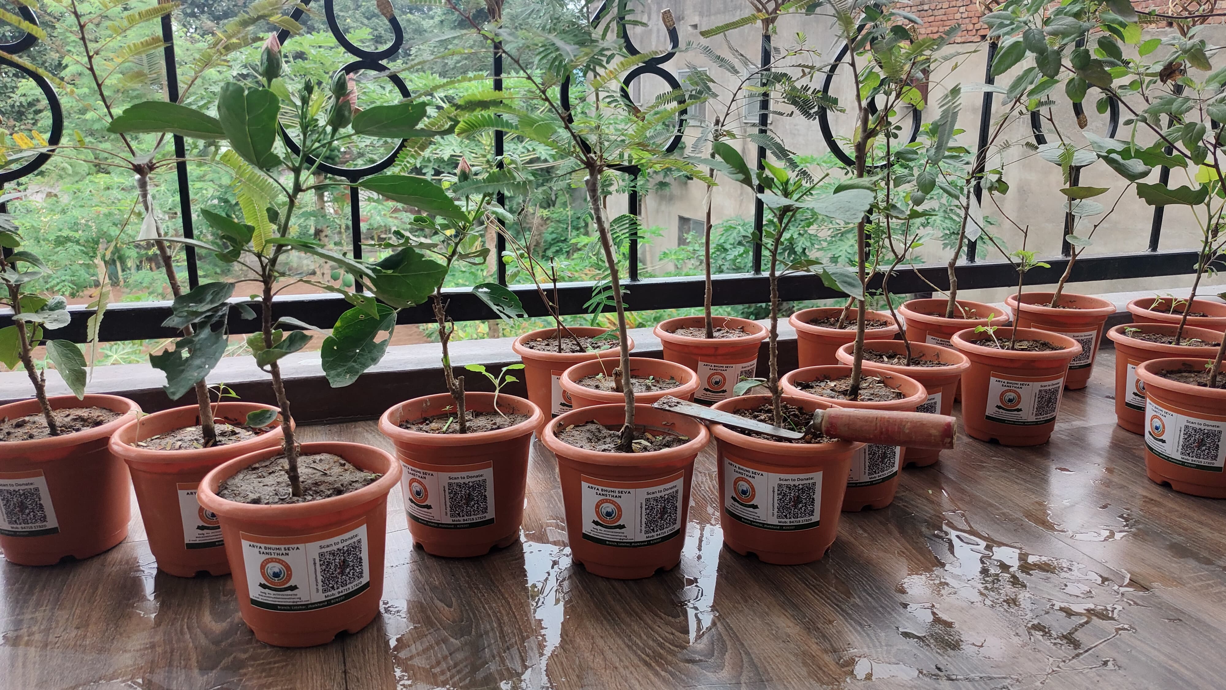 Tree Plantation Drive